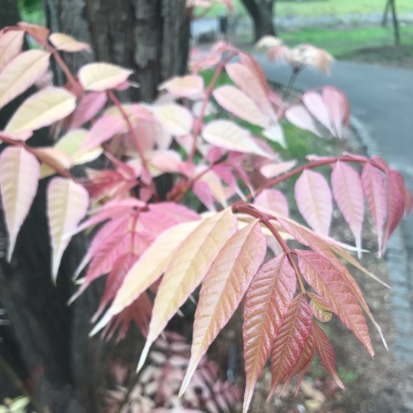 Meet your Posher, Kaitlyn - Picture 1 of 2